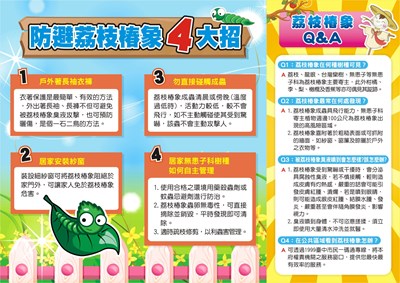 防避荔枝椿象4大招