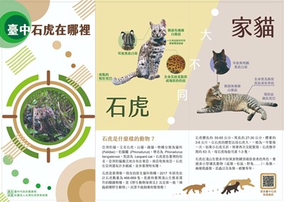 石虎、家貓大不同